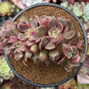 Echeveria 'Zestar' Crested 4" Succulent Plant