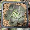 Greenovia 'El Hiero' 1" Succulent Plant
