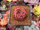 Echeveria 'Nocturnal' 1"-2" Succulent Plant