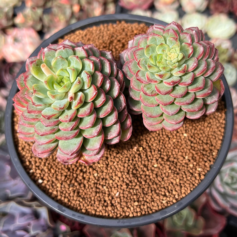 succulent top Echeveria 'Red Top' 4" Cluster Succulent Plant