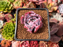 Echeveria 'Trumpet Pinky' 1"-2" Succulent Plant