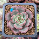 Echeveria 'Monet' 1" New Hybrid Succulent Plant
