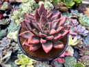 Echeveria 'Tremolo' Hybrid 5" Succulent Plant