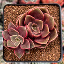 Echeveria 'Zestar' 2" Cluster Succulent Plant