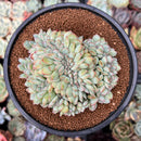 Echeveria 'Brave' Crested 4" Succulent Plant