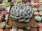 Echeveria 'Lonely Heart' 4" Powdery Succulent Plant