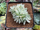 Echeveria 'Mebina' Variegated 4" Cluster Succulent Plant