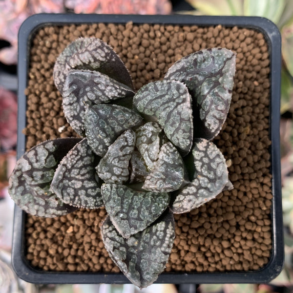 Haworthia 'Mordor' 2" Succulent Plant
