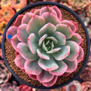 Echeveria 'Luella' Variegated 4" Succulent Plant