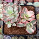 Echeveria 'Suyon' Variegated 3" Cluster Succulent Plant