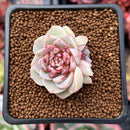 Echeveria 'Red Velvet' 1" Cluster Succulent Plant