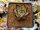 Echeveria Agavoides 'Jelly Cassiopeia' 2" Succulent Plant
