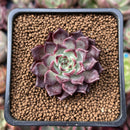 Echeveria 'Sarahime' 1" Succulent Plant