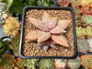 Echeveria 'Xichuensis' 2" Succulent Plant