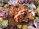 Echeveria 'Kisses' 3" Cluster Succulent Plant