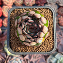 Echeveria 'Dreams Rose' 2"-3" Succulent Plant