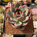 Echeveria 'Shallot' 2"-3" Succulent Plant