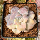 Quetzalcoatlia 'Pentandra Superba' Variegated 2" Succulent Plant (Formerly Graptopetalum 'Pentandrum Superbum' Variegated)