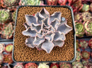 Echeveria 'Rippling Waters' 2"-3" New Hybrid Succulent Plant
