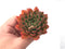 Echeveria 'Ladys Finger' 3" Rare Succulent Plant