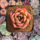 Echeveria 'Jade Star' 1" Succulent Plant