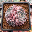 Echeveria 'Purple Lydia' 2" Cluster Succulent Plant