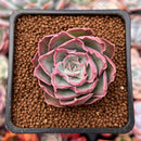 Echeveria 'Magic Savannah' 1" Succulent Plant