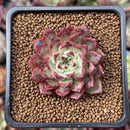 Echeveria 'Sarahime' 1" Succulent Plant