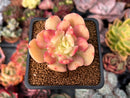Echeveria 'Blade Runner' 2" Succulent Plant