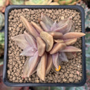 Echeveria 'Xichuensis' 2" Cluster Succulent Plant