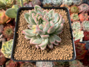 Echeveria 'Mebina' Variegated 2"-3" Cluster Succulent Plant