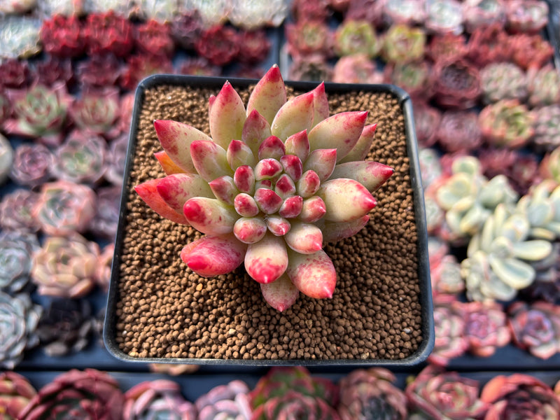Pachyphytum 'Yeonji' 3" Exceptional Clone Succulent Plant