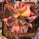 Echeveria 'Primadonna' Variegated 3" Succulent Plant