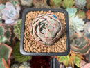 Echeveria 'Blue Rise' 1" Succulent Plant