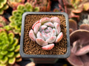 Echeveria 'Ivory' 1" Succulent Plant