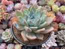 Echeveria 'Irene' 5" Powdery Succulent Plant