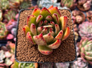 Echeveria Agavoides sp. 2"-3" Succulent Plant