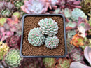 Echeveria 'Pearl Bean' 1" Cluster New Hybrid Succulent Plant