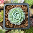 Echeveria 'Hearts Choice' 1" Succulent Plant