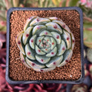 Echeveria 'Carla' 2" Succulent Plant
