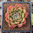 Echeveria Agavoides 'Happy' 2" Succulent Plant