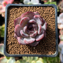 Echeveria 'Odette' 1"-2" Succulent Plant