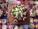 Echeveria 'Black Hawk' 2" Succulent Plant