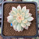 Echeveria 'Mebina' Variegated 2" Succulent Plant