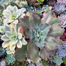 Echeveria 'Japan Moon River' Variegated 7"-8" large Cluster Succulent Plant