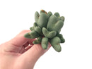 Conophytum 'Bilobum' Cluster 3" Succulent Plant