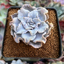 Echeveria 'Crispate Beauty' 2" Powdery Succulent Plant