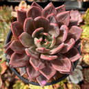 Echeveria 'Purple Champaign' 4"-5" Large Succulent Plant