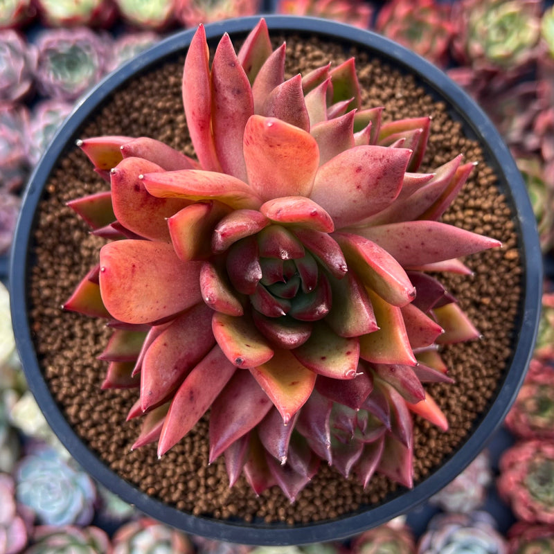 rubra succulent Echeveria Agavoides 'Rubra' 4