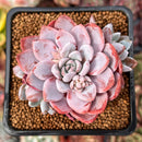 Echeveria 'Lulu' 2" Succulent Plant